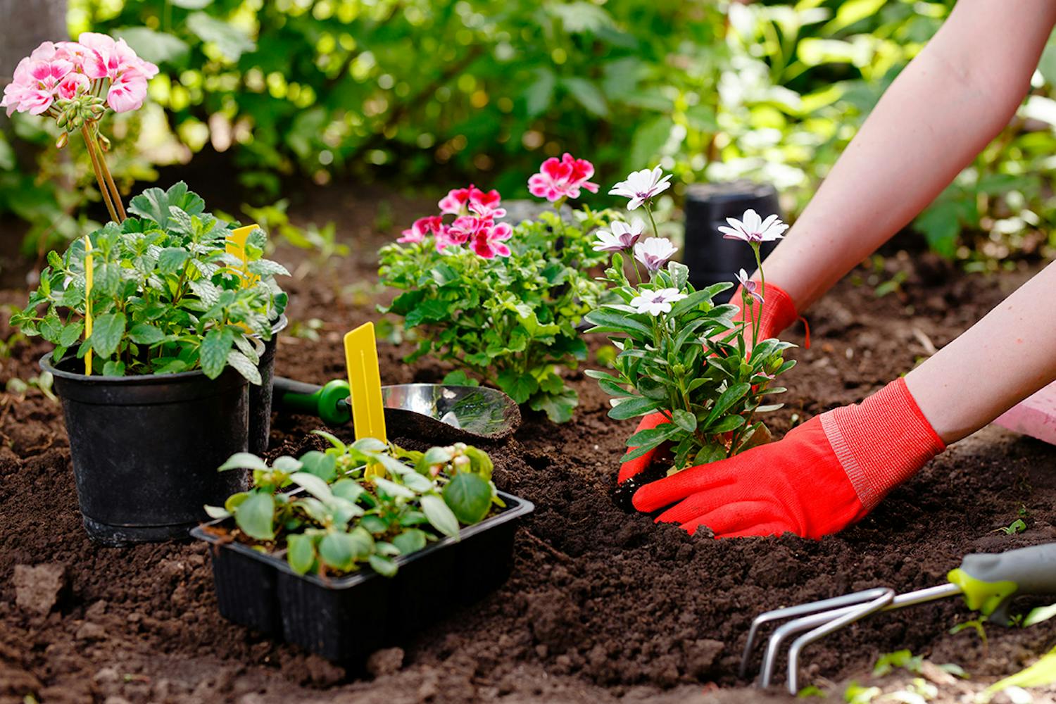 Kukkien istutus Istuta kukat keväällä